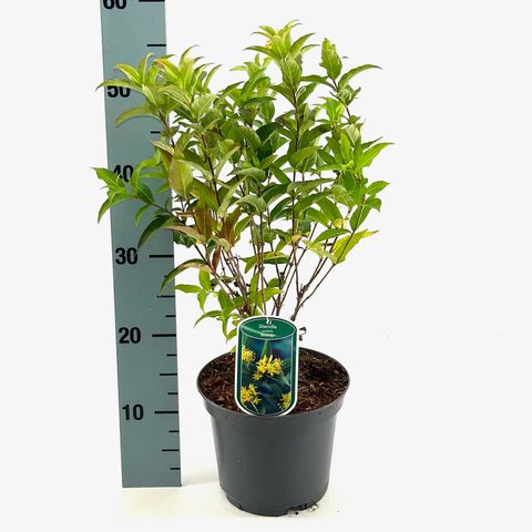 Diervilla sessilifolia 'Butterfly'