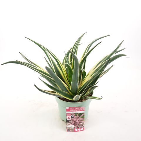 x Mangave 'Snow Leopard'