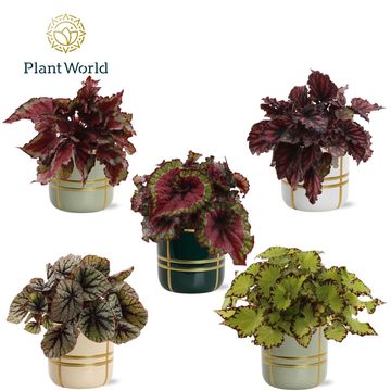 Begonia MAGIC COLOURS MIX