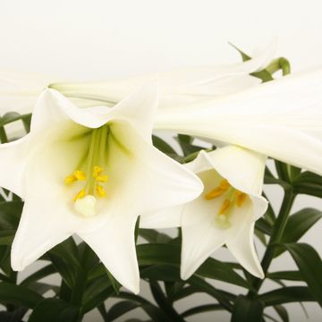 Lilium longiflorum 'Miracle'