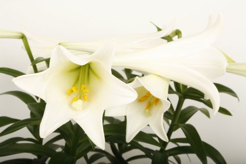 Lilium longiflorum 'Miracle'