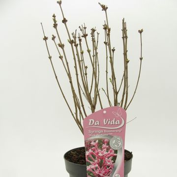Syringa BLOOMERANG PINK PERFUME