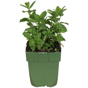 Mentha spicata 'Moroccan'