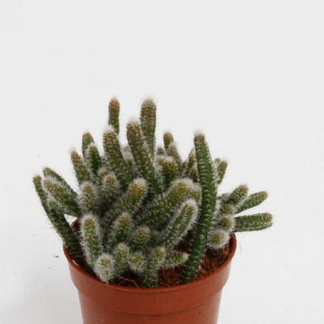 Rhipsalis baccifera horrida