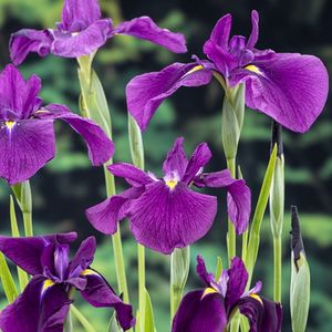 Iris ensata (Moerings Waterplanten)