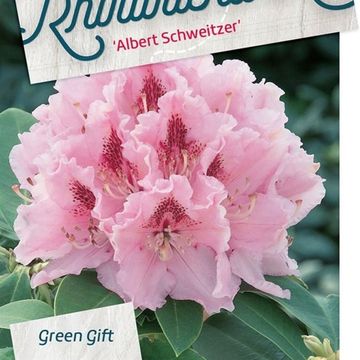 Rhododendron 'Albert Schweitzer' (C)