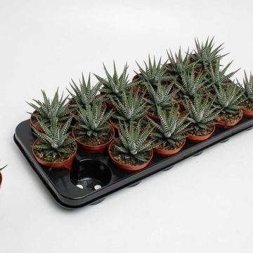 Haworthia fasciata 'Big Band'