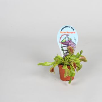 Dionaea muscipula