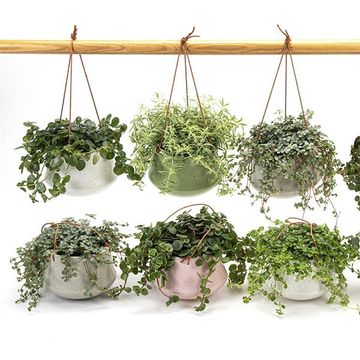 Plantes d'interieur MIX