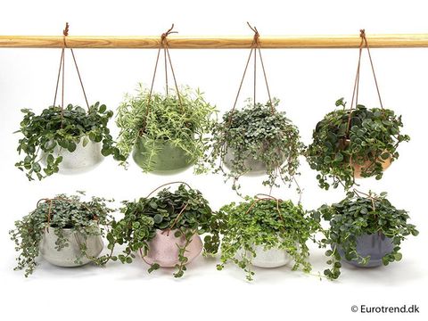 Plantes d'interieur MIX