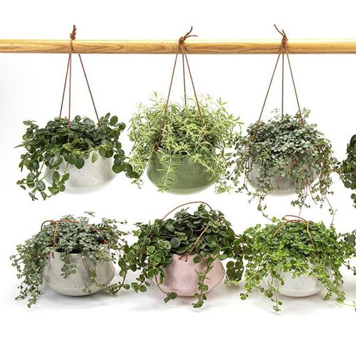 Plantas o interior MIX