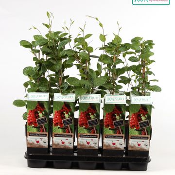 Schisandra chinensis