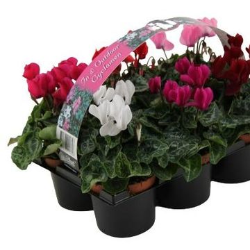 Cyclamen SUPER SERIE VERANO MIX