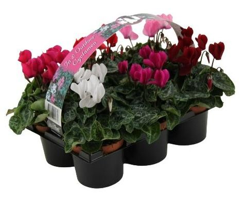 Cyclamen SUPER SERIE VERANO MIX