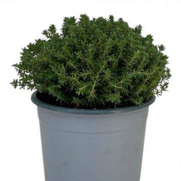 Thymus vulgaris 'Faustini'