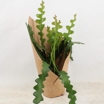 Epiphyllum anguliger