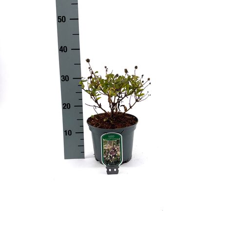 Lonicera periclymenum CHIC & CHOC