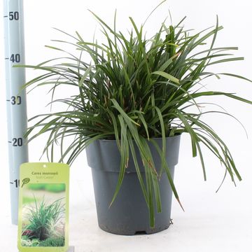 Carex morrowii 'Irish Green'