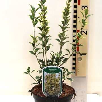 Osmanthus heterophyllus 'Variegatus'