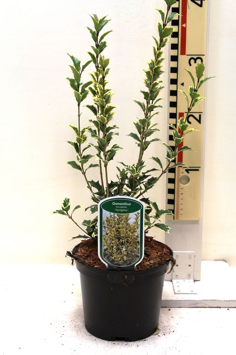 Osmanthus heterophyllus 'Вариегатус'