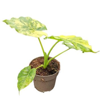 Alocasia odora 'Variegata'