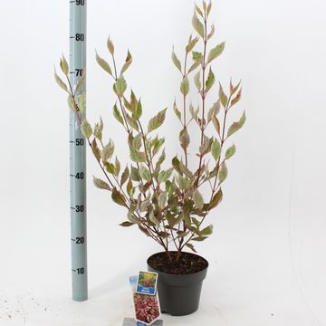 Cornus alba MIRACLE