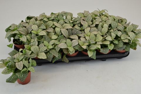 Fittonia 'Purple Anne'