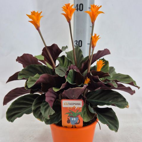 Calathea crocata TASSMINIA  Plant Wholesale FlorAccess