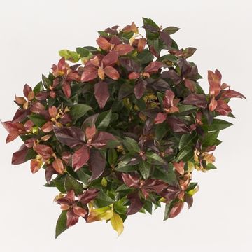 Leucothoe 'Zeblid'