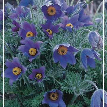 Pulsatilla vulgaris MIX