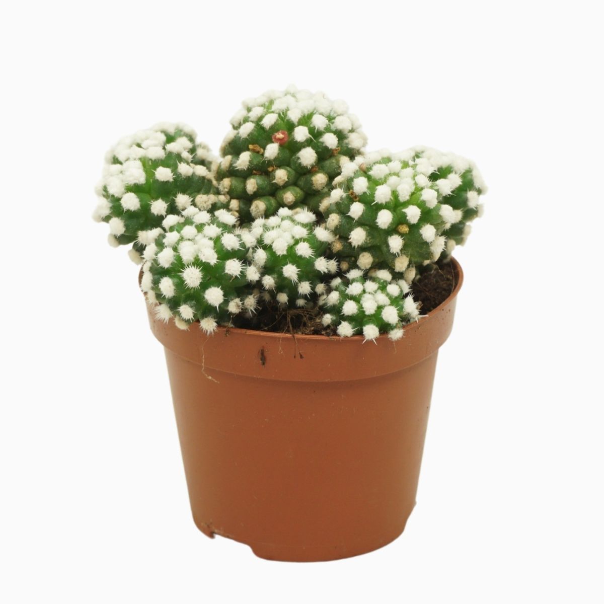 Mammillaria gracilis 'Albata'  Plant Wholesale FlorAccess