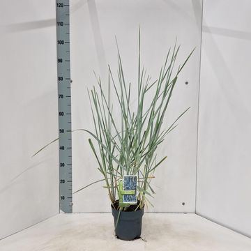 Leymus arenarius 'Blue Dune'