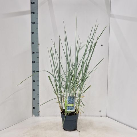 Leymus arenarius 'Blue Dune'
