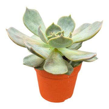 Echeveria 'Marrom'