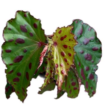 Begonia 'Pink Dottie'