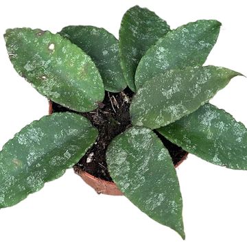 Hoya caudata