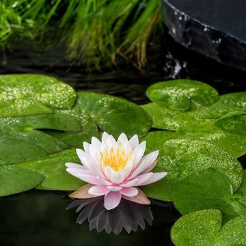 Nymphaea 'Ray Davies' Nymphaea 'Ray Davies'