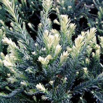 Sequoia sempervirens 'Adpressa'