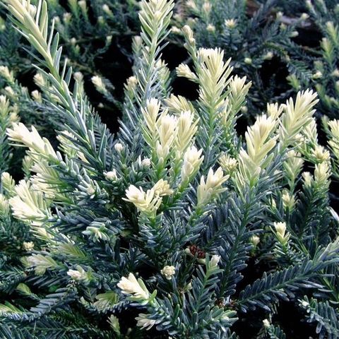 Sequoia sempervirens 'Adpressa'