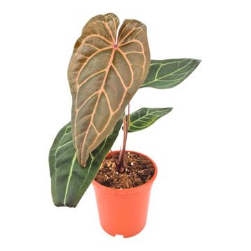 Anthurium DocBlock Zara® '3' X Zara® '33'