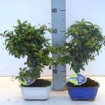 Pyracantha angustifolia