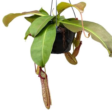 Nepenthes 'Miranda'