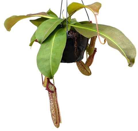 Nepenthes 'Miranda'