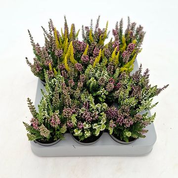 Calluna vulgaris BEAUTY LADIES MIX IN POT