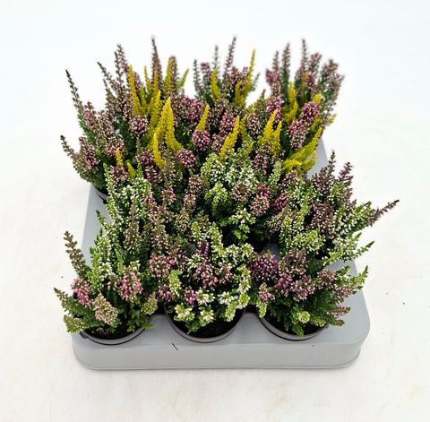Calluna vulgaris BEAUTY LADIES MIX IN POT