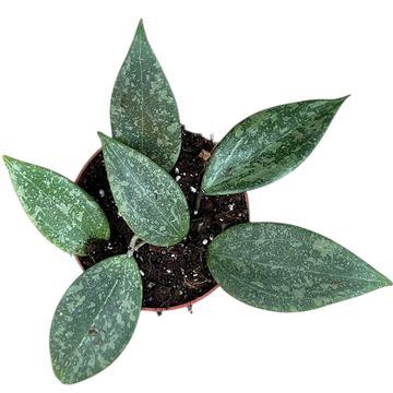 Hoya wibergiae
