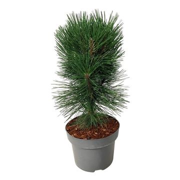 Pinus nigra 'Pyramidalis'