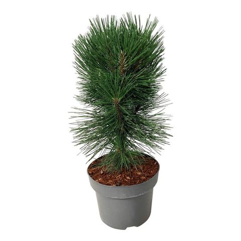 Pinus nigra 'Пирамидалис'