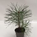 Pinus sylvestris