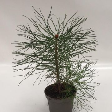 Pinus sylvestris